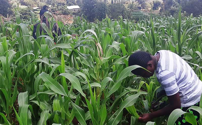 tackling invasive pest
